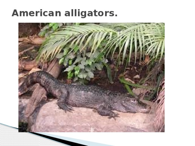 American alligators.