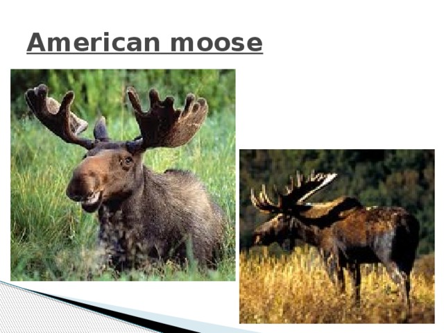 American moose