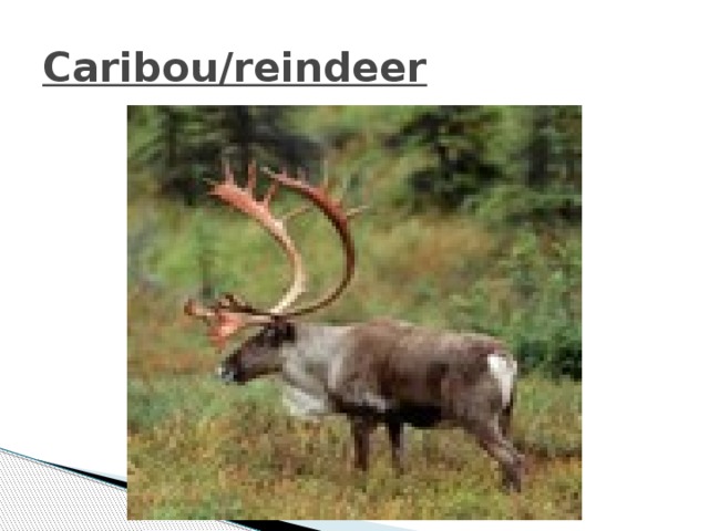 Caribou/reindeer