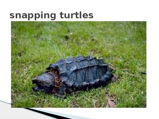 snapping turtles