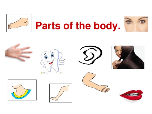 Parts of the body.