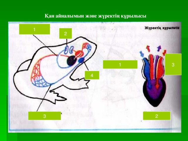 Қан айналымын және жүректің құрылысы 1 2 3 1 4 3 2