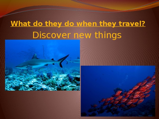 What do they do when they travel? Discover new things