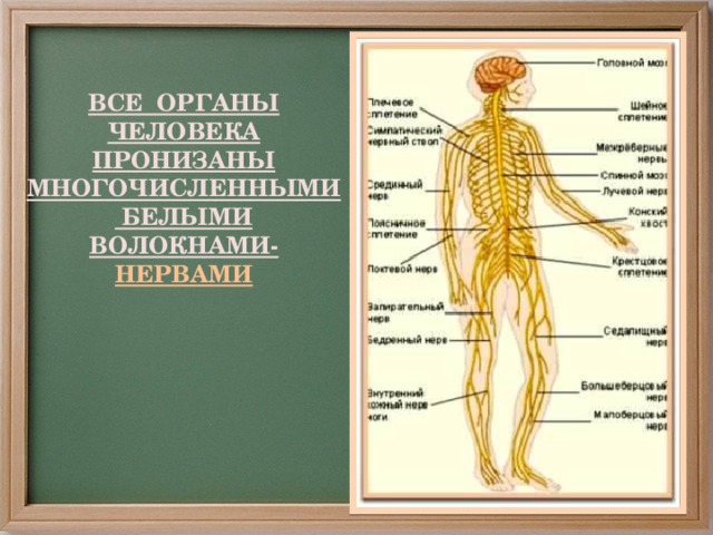 ВСЕ ОРГАНЫ ЧЕЛОВЕКА ПРОНИЗАНЫ МНОГОЧИСЛЕННЫМИ БЕЛЫМИ ВОЛОКНАМИ- НЕРВАМИ