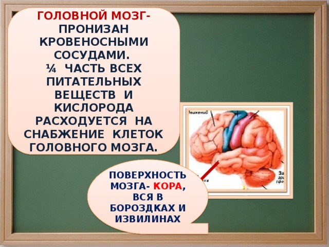 ГОЛОВНОЙ МОЗГ- ПРОНИЗАН КРОВЕНОСНЫМИ СОСУДАМИ. ¼ ЧАСТЬ ВСЕХ ПИТАТЕЛЬНЫХ ВЕЩЕСТВ И КИСЛОРОДА РАСХОДУЕТСЯ НА СНАБЖЕНИЕ КЛЕТОК ГОЛОВНОГО МОЗГА. ПОВЕРХНОСТЬ МОЗГА- КОРА , ВСЯ В БОРОЗДКАХ И ИЗВИЛИНАХ