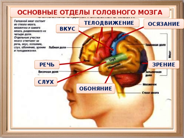 ОСНОВНЫЕ ОТДЕЛЫ ГОЛОВНОГО МОЗГА ТЕЛОДВИЖЕНИЕ ОСЯЗАНИЕ ВКУС РЕЧЬ ЗРЕНИЕ СЛУХ ОБОНЯНИЕ