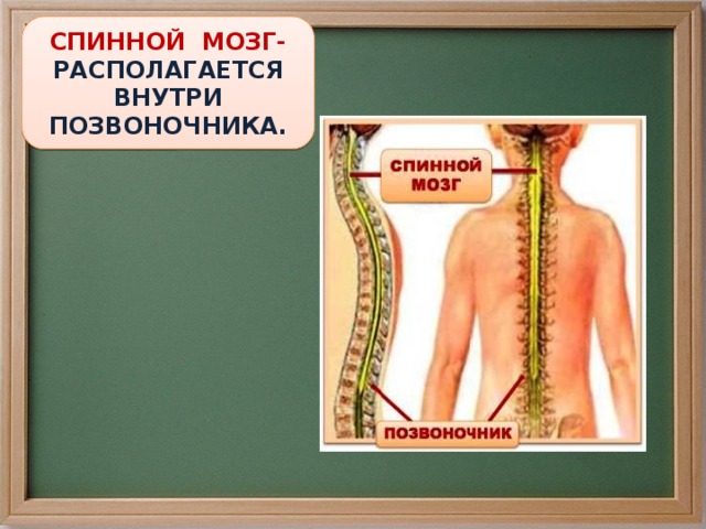 СПИННОЙ МОЗГ- РАСПОЛАГАЕТСЯ ВНУТРИ ПОЗВОНОЧНИКА.