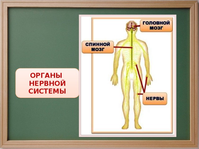 ОРГАНЫ НЕРВНОЙ СИСТЕМЫ