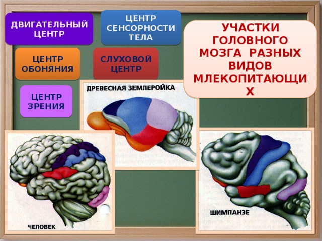 ЦЕНТР СЕНСОРНОСТИ ТЕЛА ДВИГАТЕЛЬНЫЙЦЕНТР УЧАСТКИ ГОЛОВНОГО МОЗГА РАЗНЫХ ВИДОВ МЛЕКОПИТАЮЩИХ ЦЕНТР ОБОНЯНИЯ СЛУХОВОЙ ЦЕНТР ЦЕНТР ЗРЕНИЯ