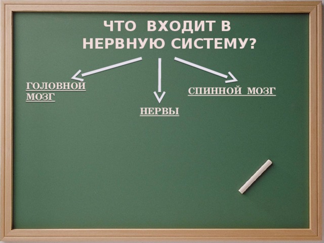 ЧТО ВХОДИТ В  НЕРВНУЮ СИСТЕМУ? ГОЛОВНОЙ МОЗГ СПИННОЙ МОЗГ НЕРВЫ