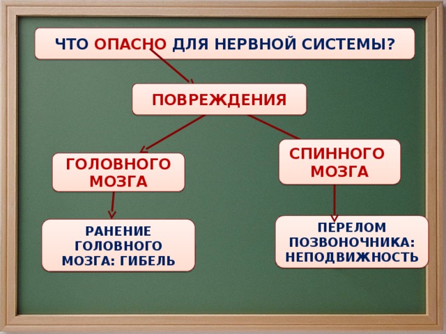 ЧТО ОПАСНО ДЛЯ НЕРВНОЙ СИСТЕМЫ? ПОВРЕЖДЕНИЯ СПИННОГО МОЗГА ГОЛОВНОГО МОЗГА ПЕРЕЛОМ ПОЗВОНОЧНИКА: НЕПОДВИЖНОСТЬ РАНЕНИЕ ГОЛОВНОГО МОЗГА: ГИБЕЛЬ