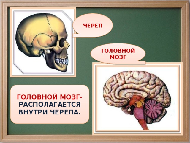 ЧЕРЕП ГОЛОВНОЙ МОЗГ ГОЛОВНОЙ МОЗГ- РАСПОЛАГАЕТСЯ ВНУТРИ ЧЕРЕПА.