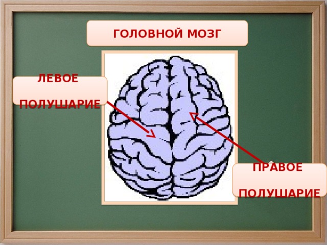 ГОЛОВНОЙ МОЗГ ЛЕВОЕ  ПОЛУШАРИЕ ПРАВОЕ  ПОЛУШАРИЕ