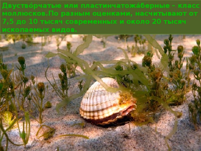 Двуство́рчатые или пластинчатожа́берные – класс моллюсков.По разным оценками, насчитывают от 7,5 до 10 тысяч современных и около 20 тысяч ископаемых видов.