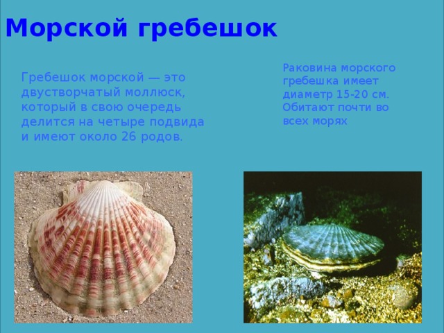 Морской гребешок Раковина морского гребешка имеет диаметр 15-20 см. Обитают почти во всех морях Гребешок морской — это двустворчатый моллюск, который в свою очередь делится на четыре подвида и имеют около 26 родов.