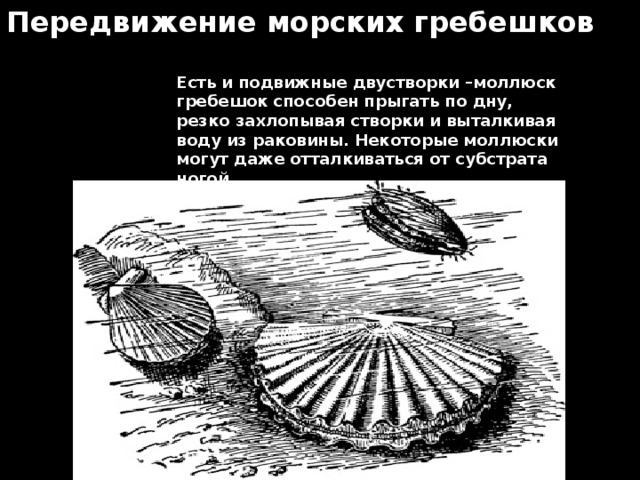 Передвижение морских гребешков Есть и подвижные двустворки –моллюск гребешок способен прыгать по дну, резко захлопывая створки и выталкивая воду из раковины. Некоторые моллюски могут даже отталкиваться от субстрата ногой.