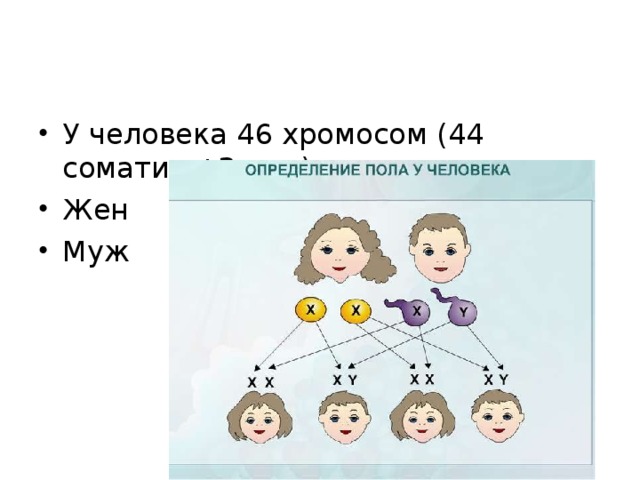 У человека 46 хромосом (44 соматич +2 пол) Жен Муж