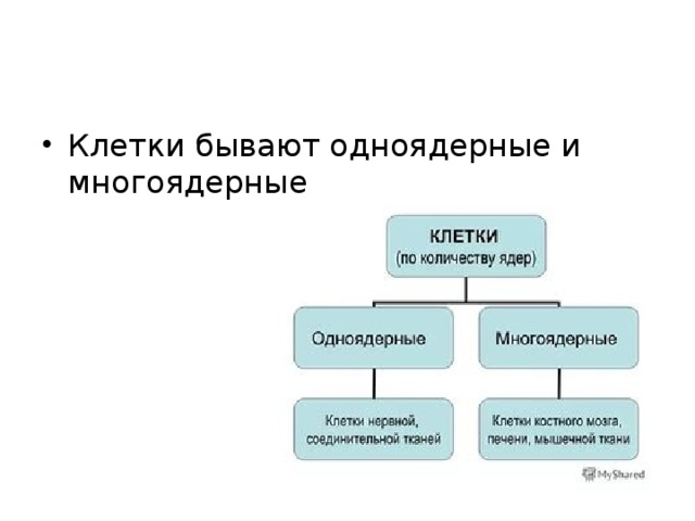 Клетки бывают одноядерные и многоядерные