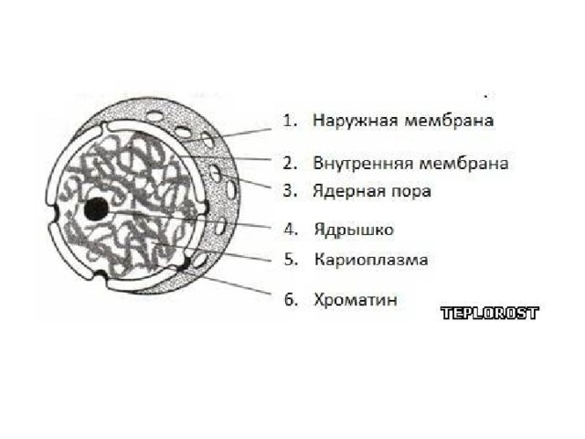 Картинка ядро клетки