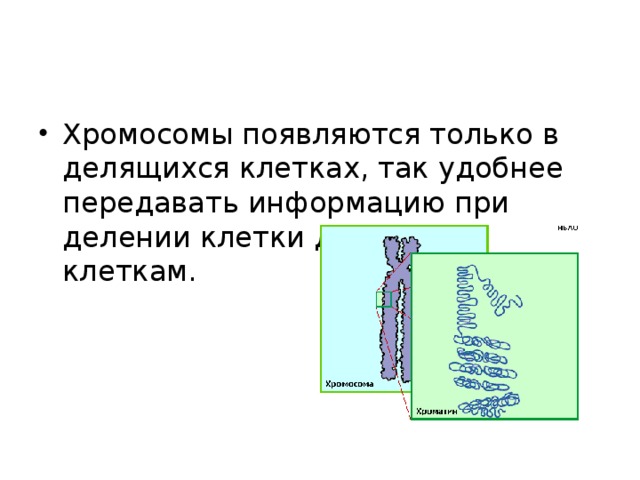 Хромосомы появляются только в делящихся клетках, так удобнее передавать информацию при делении клетки дочерним клеткам.