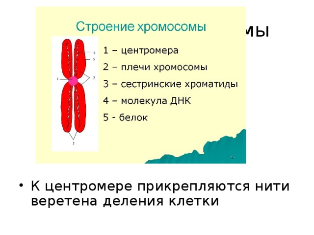 Структура хромосомы К центромере прикрепляются нити веретена деления клетки