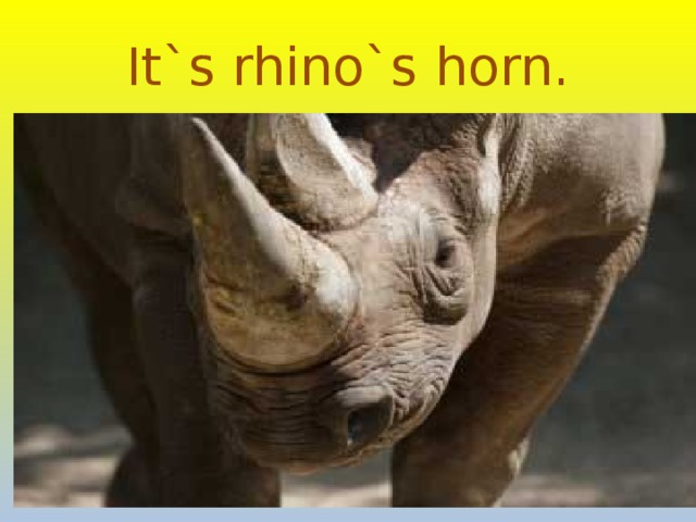 It`s rhino`s horn.