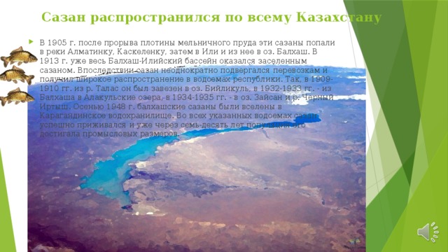 Сазан распространился по всему Казахстану