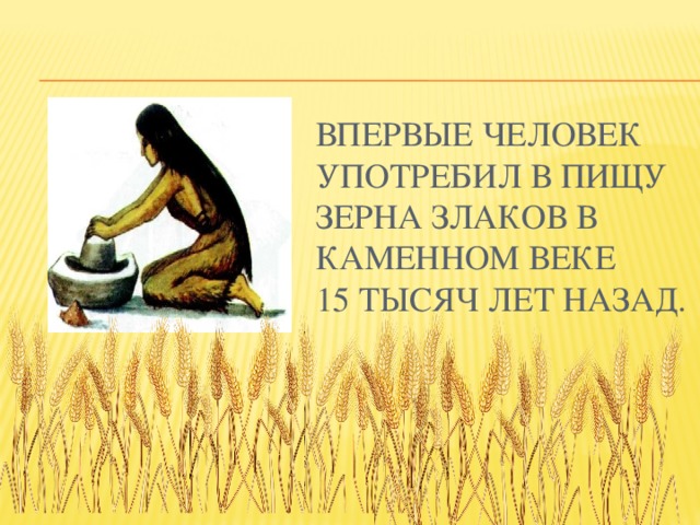 Впервые человек употребил в пищу зерна злаков в каменном веке  15 тысяч лет назад.