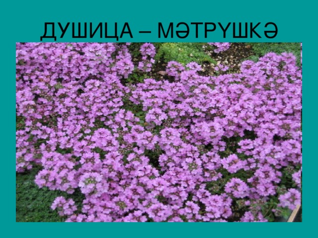 ДУШИЦА – МӘТРҮШКӘ