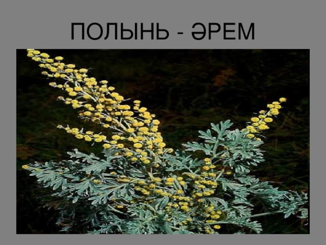ПОЛЫНЬ - ӘРЕМ