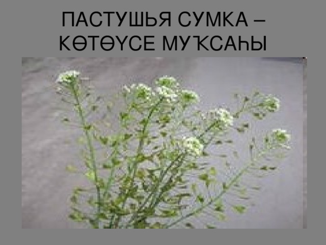 ПАСТУШЬЯ СУМКА – КӨТӨҮСЕ МУҠСАҺЫ