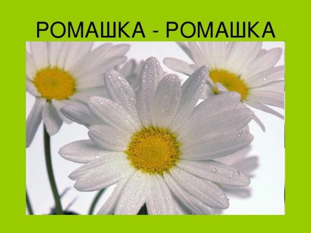 РОМАШКА - РОМАШКА