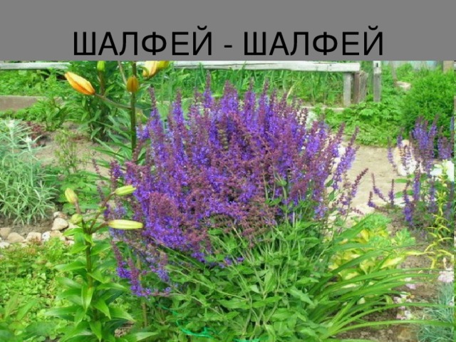 ШАЛФЕЙ - ШАЛФЕЙ