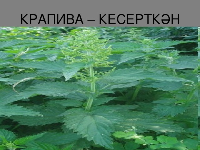 КРАПИВА – КЕСЕРТКӘН