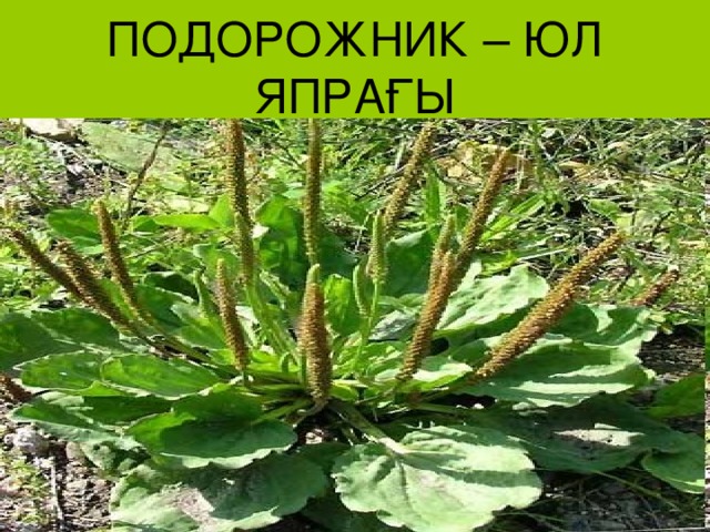 ПОДОРОЖНИК – ЮЛ ЯПРАҒЫ