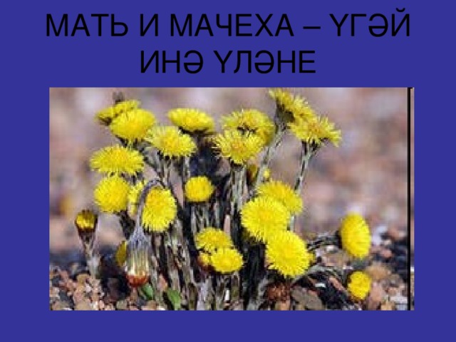 МАТЬ И МАЧЕХА – ҮГӘЙ ИНӘ ҮЛӘНЕ