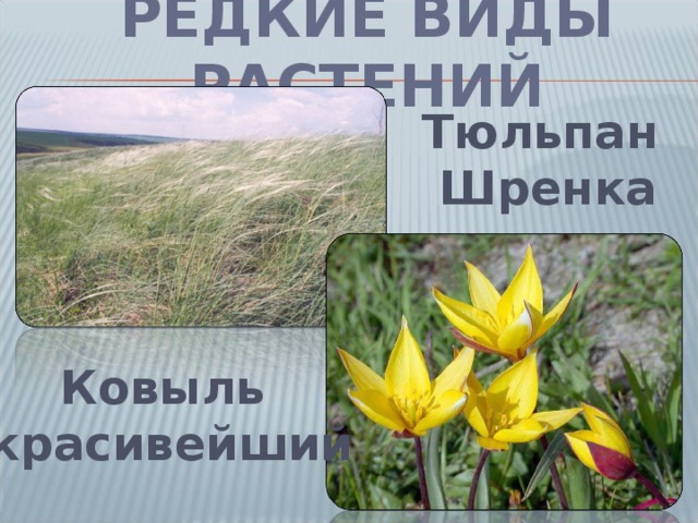 РЕДКИЕ ВИДЫ РАСТЕНИЙ Тюльпан Шренка Ковыль  красивейший