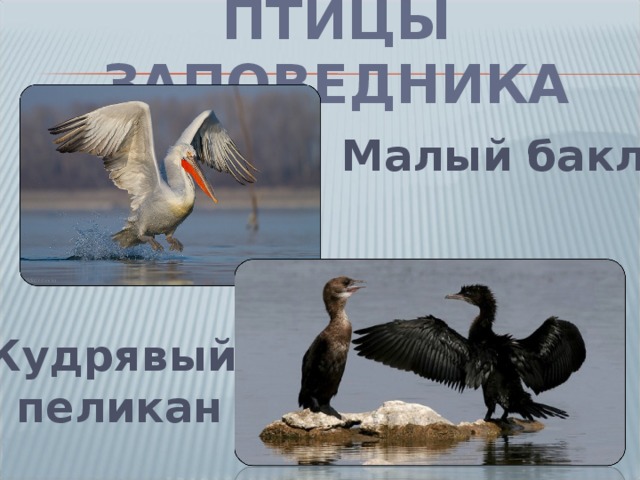 ПТИЦЫ ЗАПОВЕДНИКА Малый баклан Кудрявый пеликан