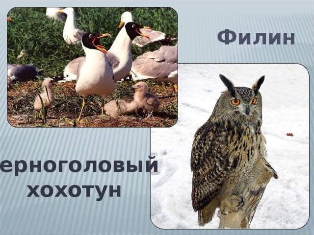 Филин Черноголовый  хохотун