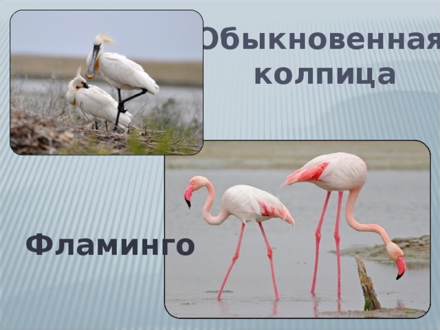 Обыкновенная колпица Фламинго