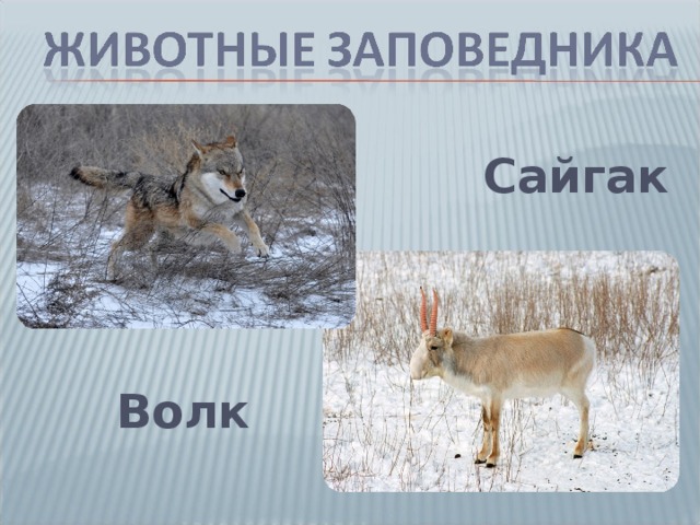 Сайгак Волк