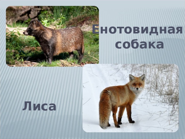 Енотовидная собака Лиса