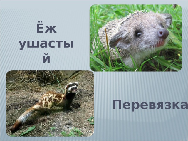 Ёж ушастый Перевязка