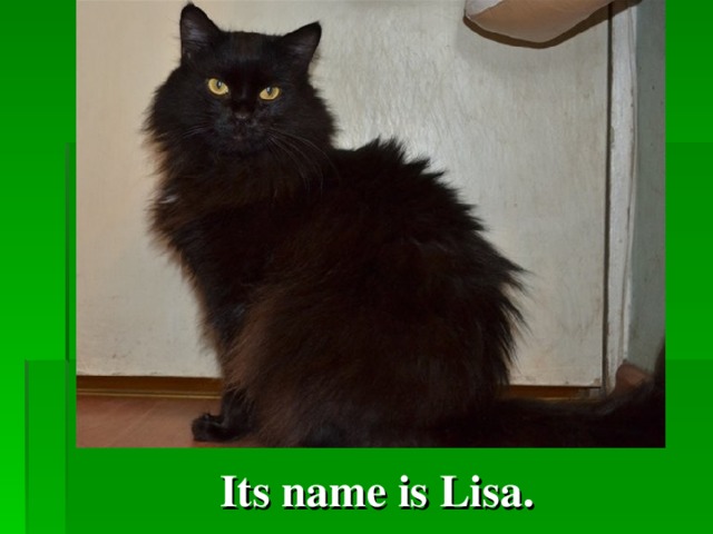 Its name is  Lisa.