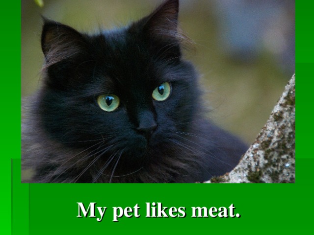 My pet likes meat.