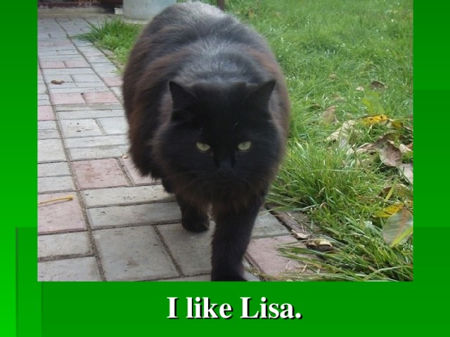 I like Lisa.