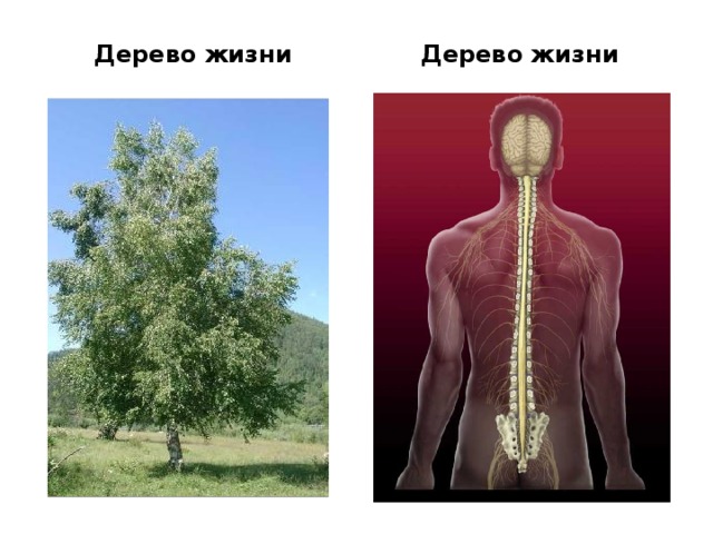 Дерево жизни Дерево жизни