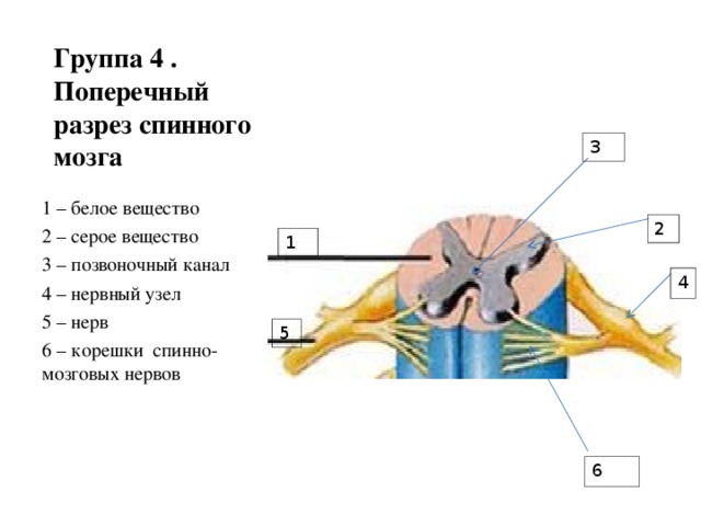 Группа 4 .  Поперечный разрез спинного мозга 3 1 – белое вещество 2 – серое вещество 3 – позвоночный канал 4 – нервный узел 5 – нерв 6 – корешки спинно-мозговых нервов 2 1 4 5 6