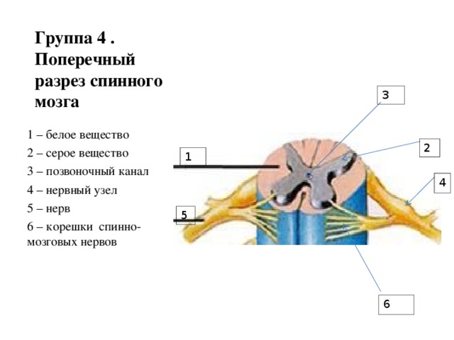 Спинной мозг фото в разрезе