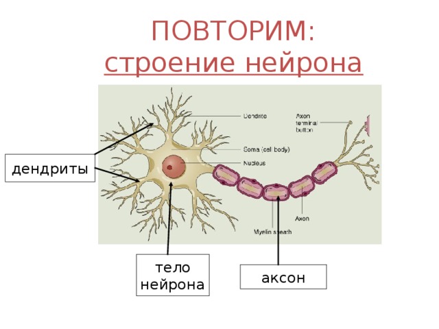 ПОВТОРИМ:  строение нейрона дендриты тело нейрона аксон